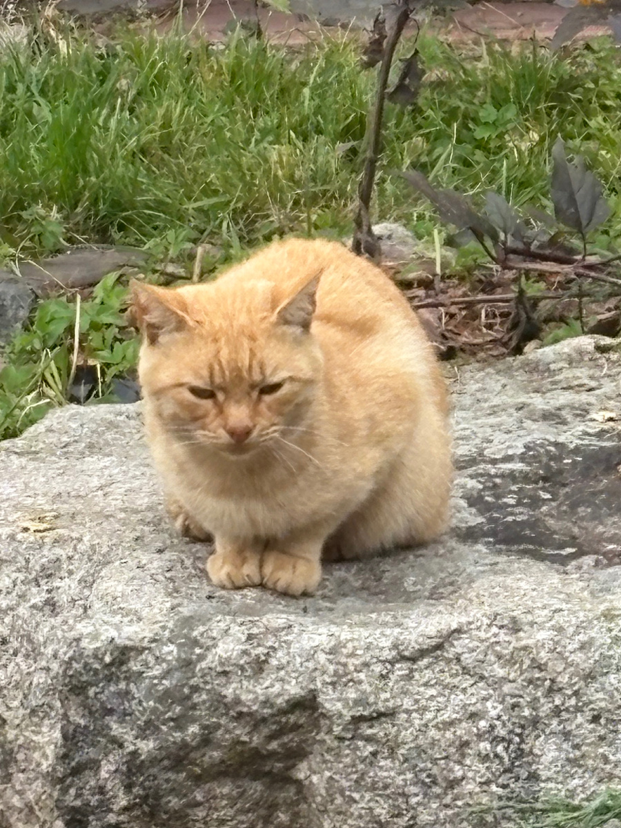 Клепа сообщил Дымку, что правила выдачи еды не поменялись и он может смело приходить кушать. Везде фото автора.