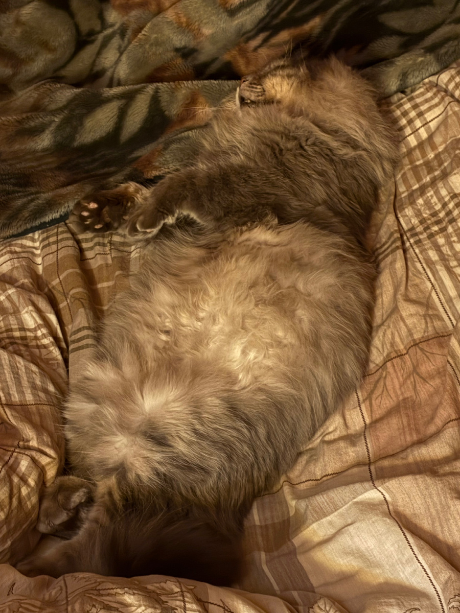 Хозяйка, давай двигайся, а то мне мало места!