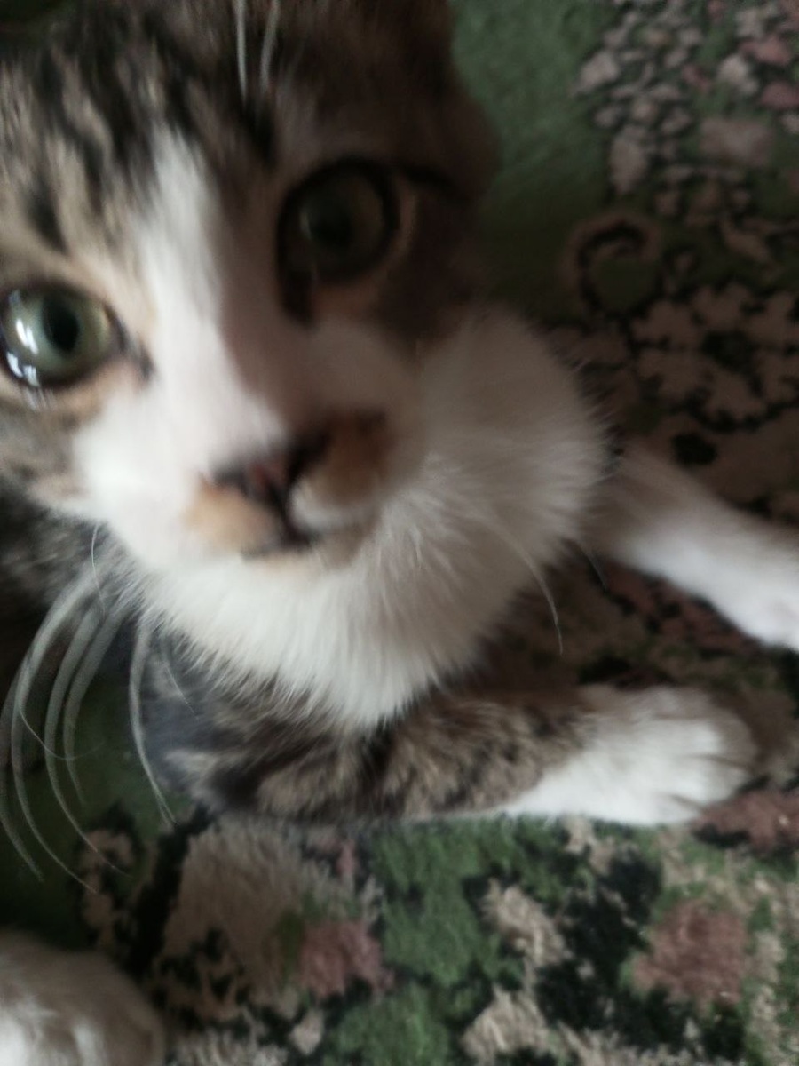 Молодой Морс ( не Индевор))