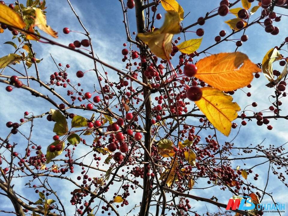    Фото: МТВ.ОНЛАЙН / Елизавета Денисова