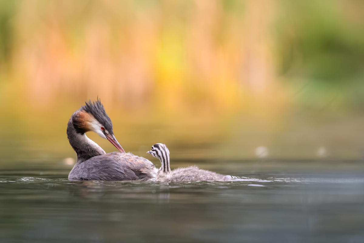 Осень проходит босиком по воде