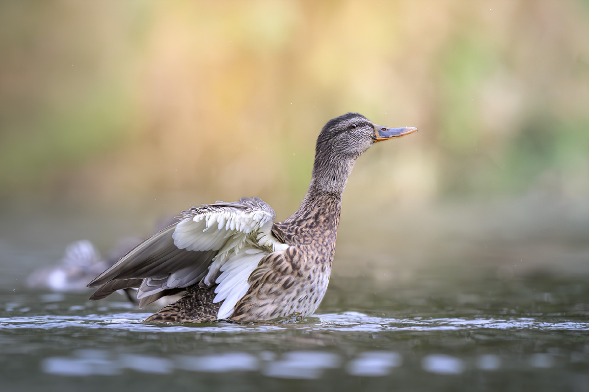 Кряква - пусть и обычная утка, но её тоже можно красиво снимать