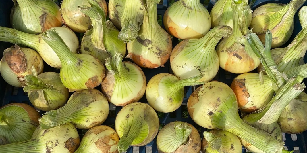 Забываю про гнилой лук зимой после 1 приема от соседа-агронома. Лук хранится до лета, не гниет и нет мух