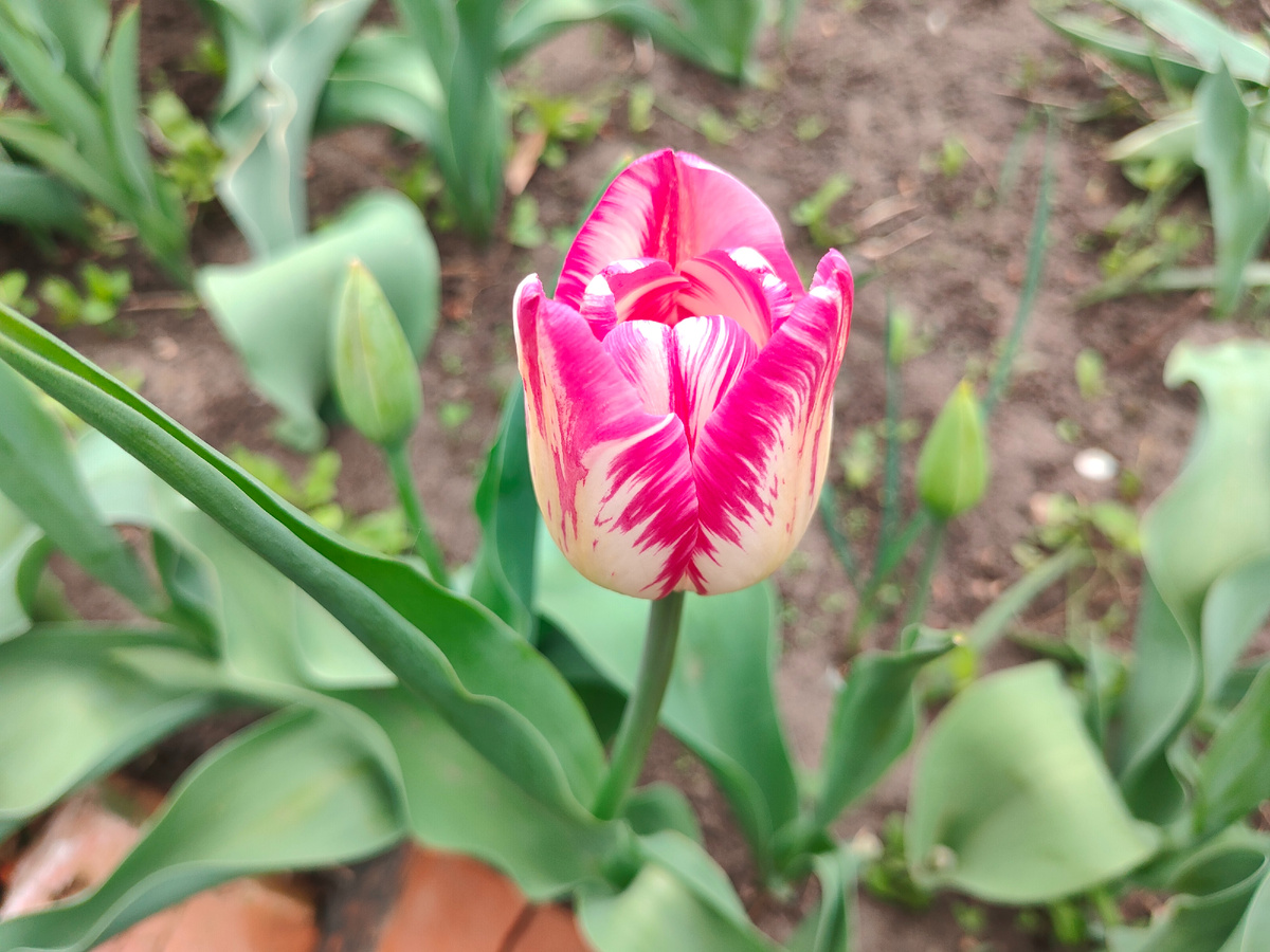 Наши тюльпаны