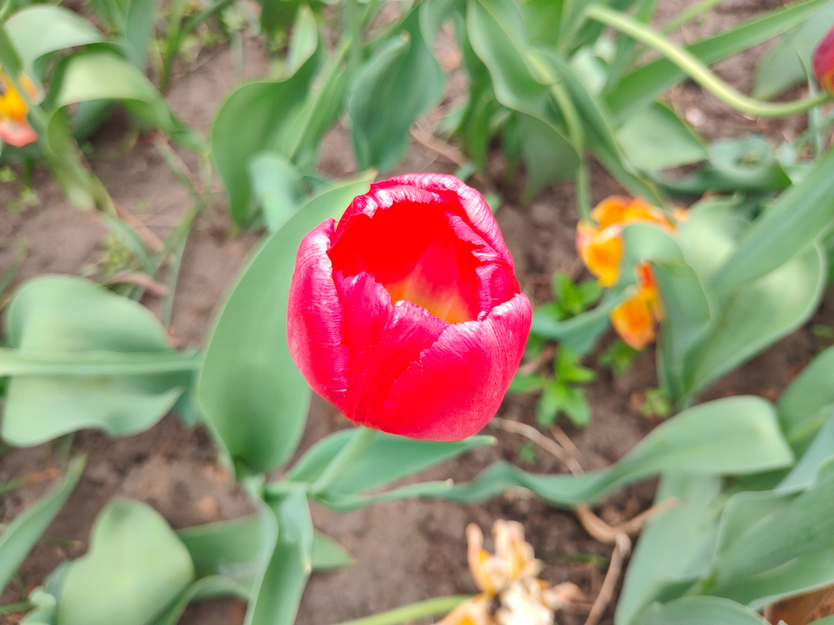 Наши тюльпаны