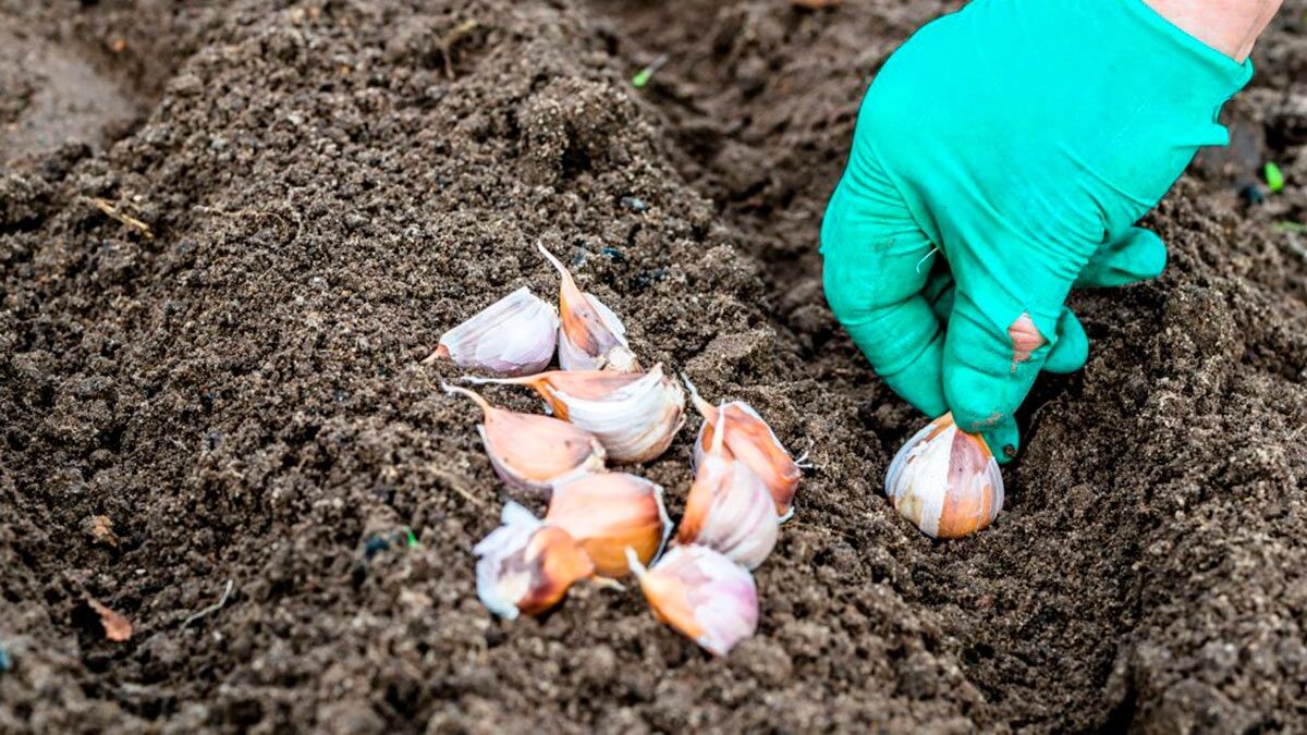 Фото из Яндекс Картинок