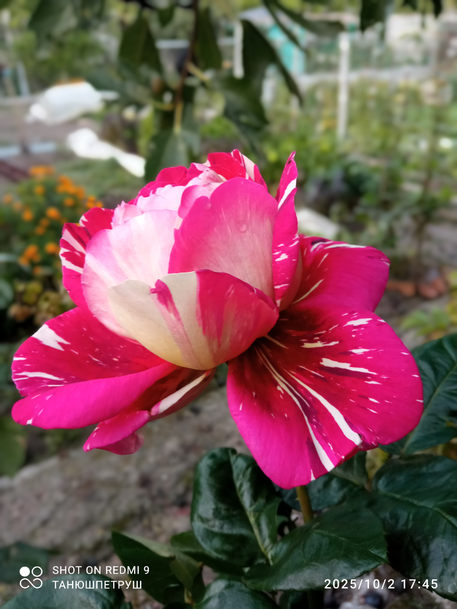 Ч/г роза Пестрая фантазия. Фото автора.