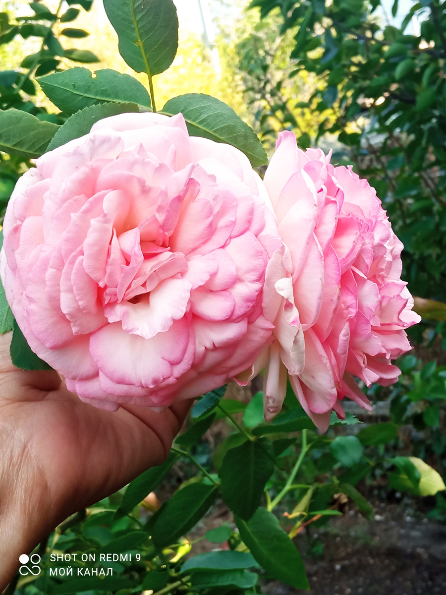 Роза Пьер де Ронсар 29-го сентября. Фото автора.