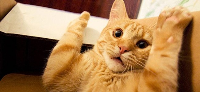 Источник: https://angliyskiyazik.ru/kak-preodolet-strah-govorit-po-angliyski/