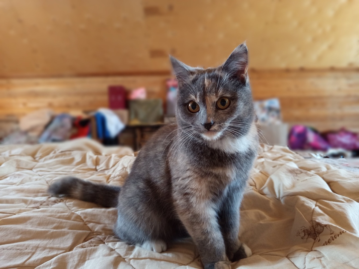    Какие 3 запаха для кошек являются непереносимой вонью