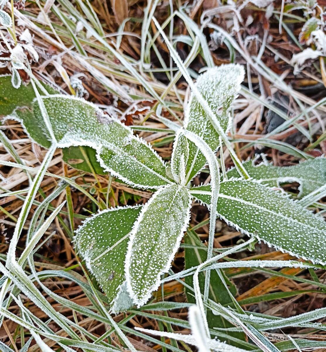 Вот он, морозец первый