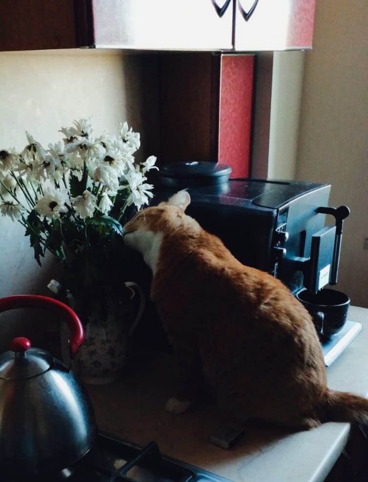 Ботаник хвостатый! 