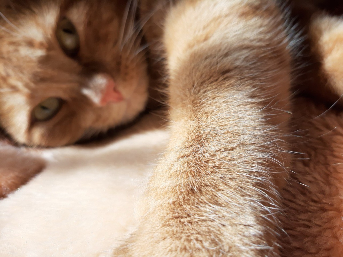 Как кошки влияют на своих хозяев? Для чего люди заводят себе питомцев? Почему многие так любят видео с котятами?