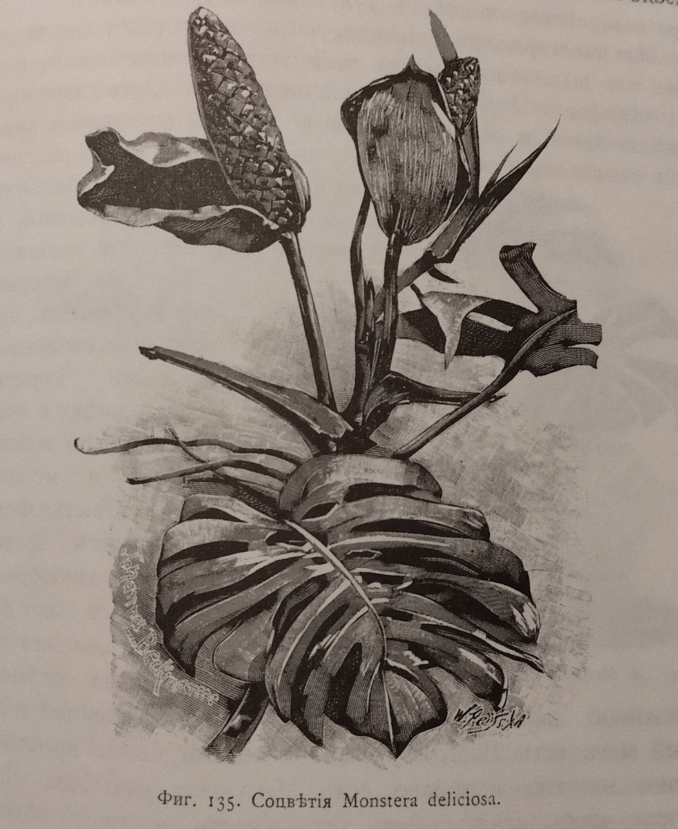 Из репринтного издания книги М. Гесдёрфера