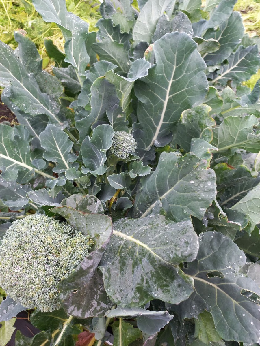 осенний урожай