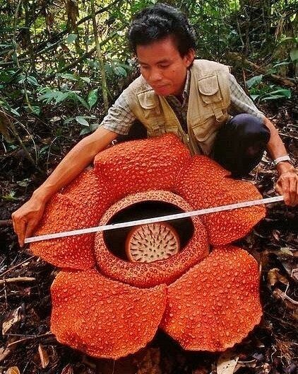 Раффлезия Арнольда