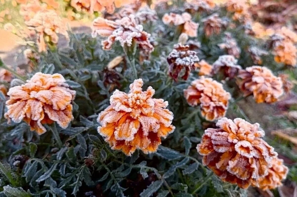    Похолодает в два раза: какая будет погода в Хабаровске и крае 2 октября