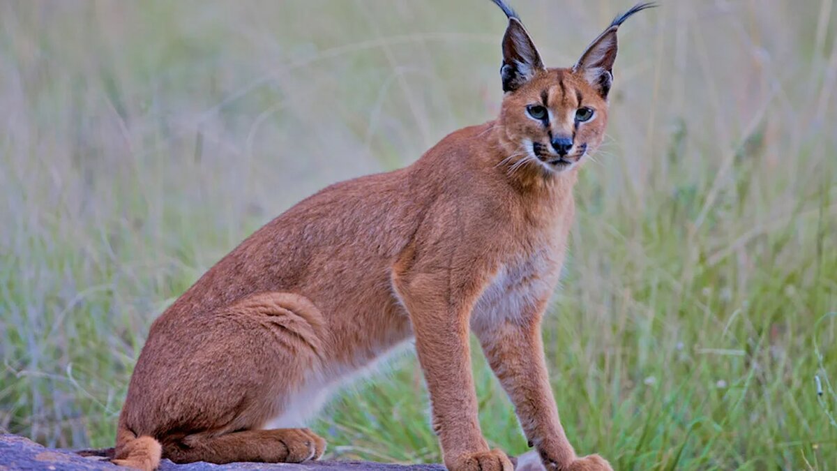 Каракал – дикая кошка из пустынь, символ грации и силы, с пронзительными глазами, мощными лапами и кисточками на ушах.