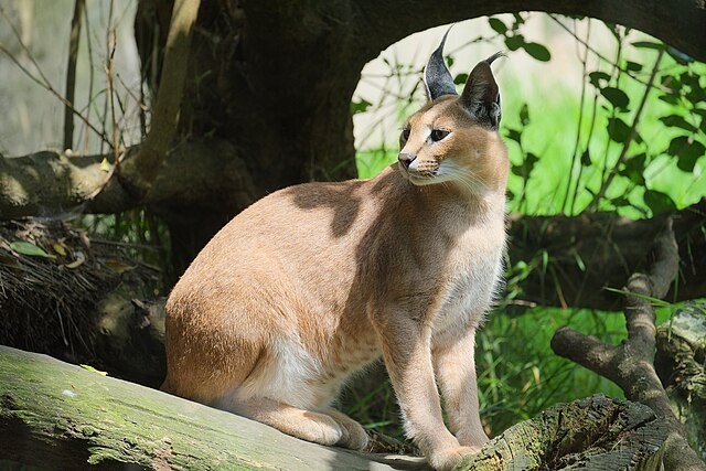 Каракал выделяется своим густым, коротким мехом, окраска которого может быть от светло-песочной до красновато-коричневой.