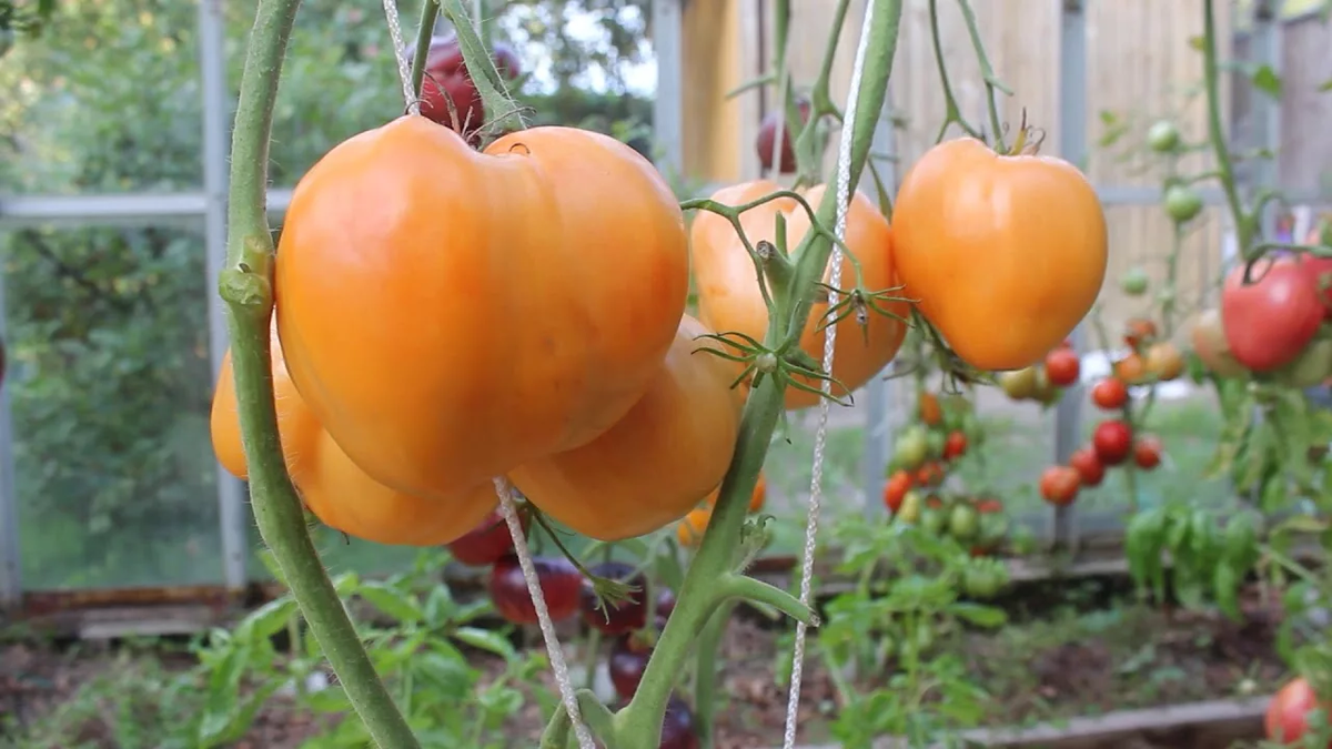 Бычье сердце позднее