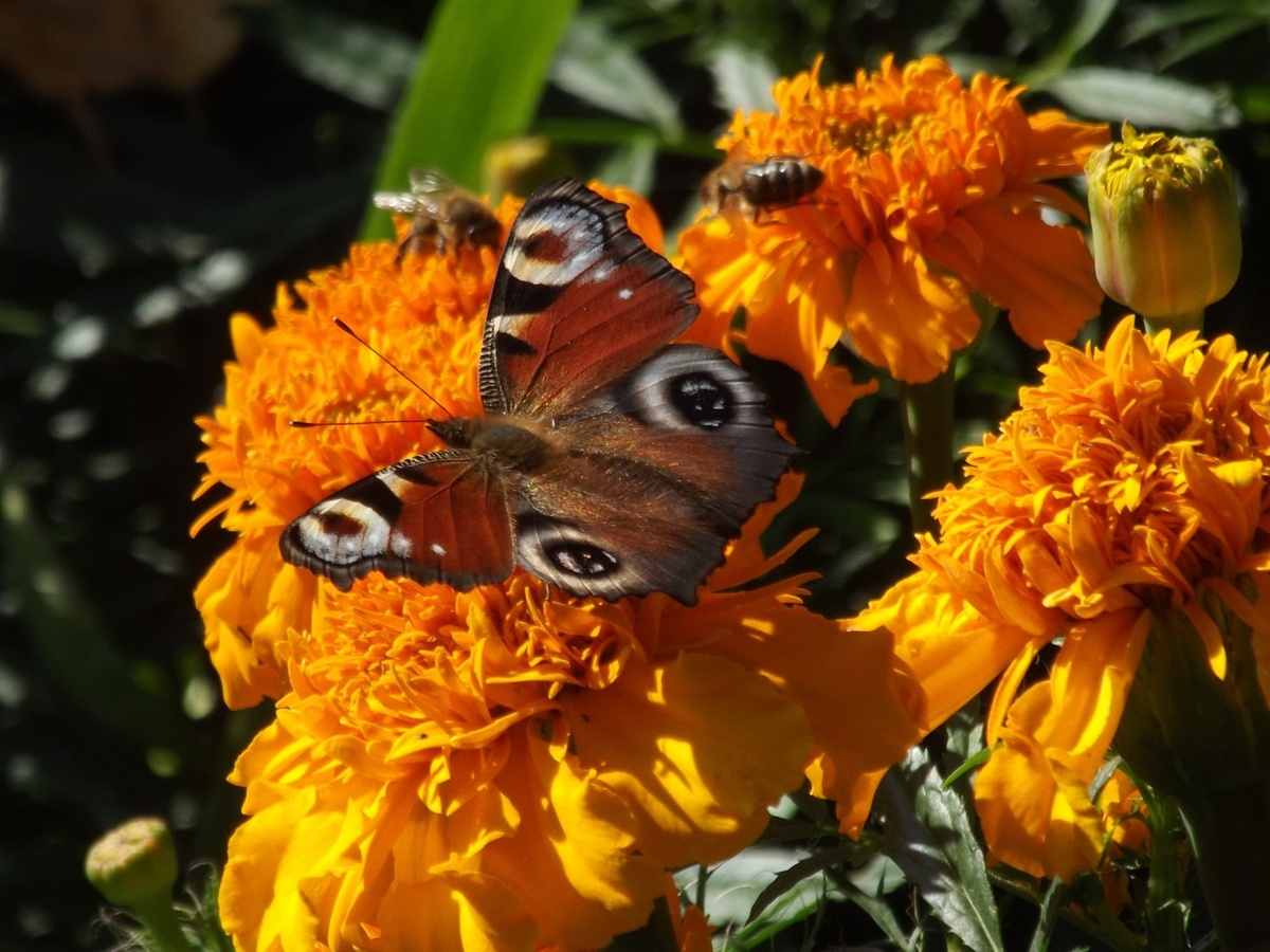 на осеннем солнце