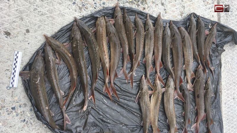    Ценная рыба – огромные штрафы