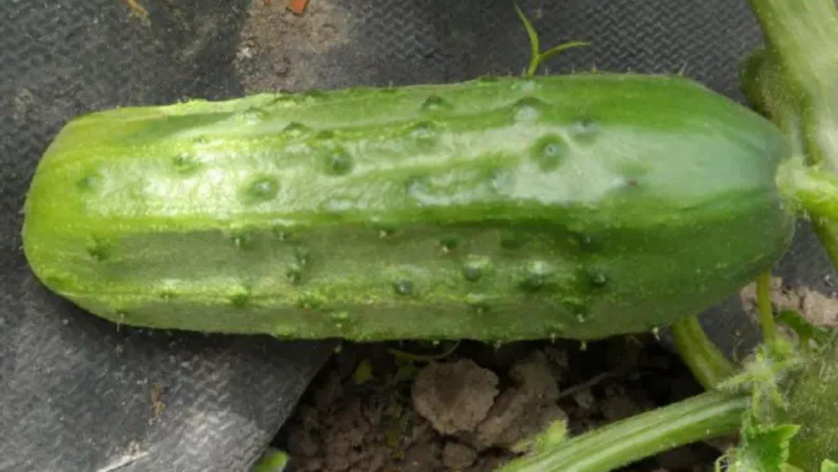 «Муромский 36»