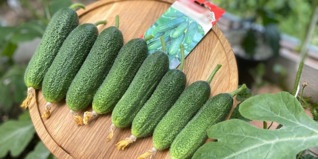 9 сортов огурцов, которые плодоносят до устойчивых морозов. Дачники уже сейчас скупают семена пачками