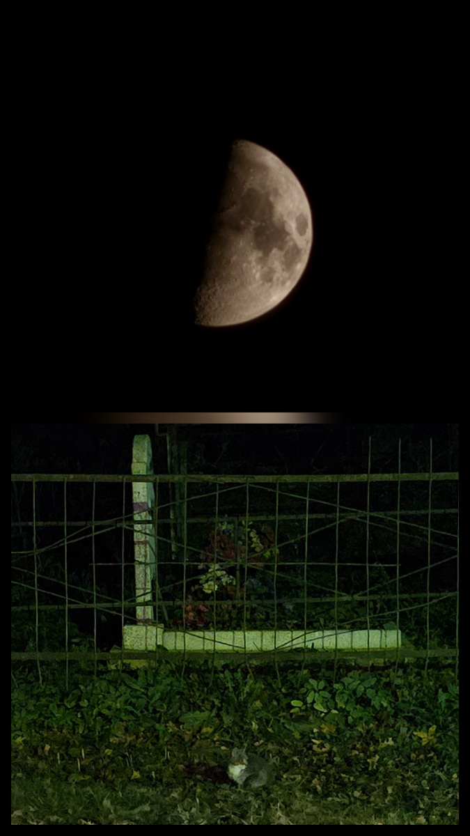 Фото автора. Вот так они живут и днем и ночью на кладбище. Когда появляется возможность я езжу кормить. В основном это ночью езжу и кормлю.