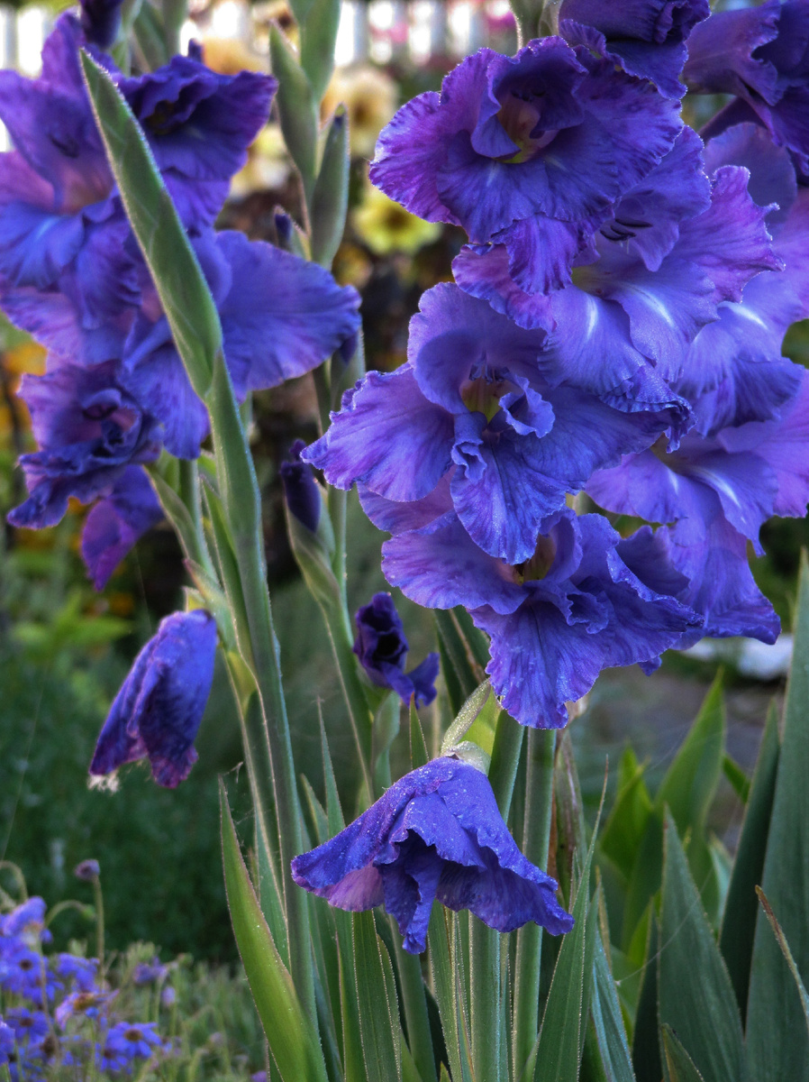 Гладиолусы ,, Видео"