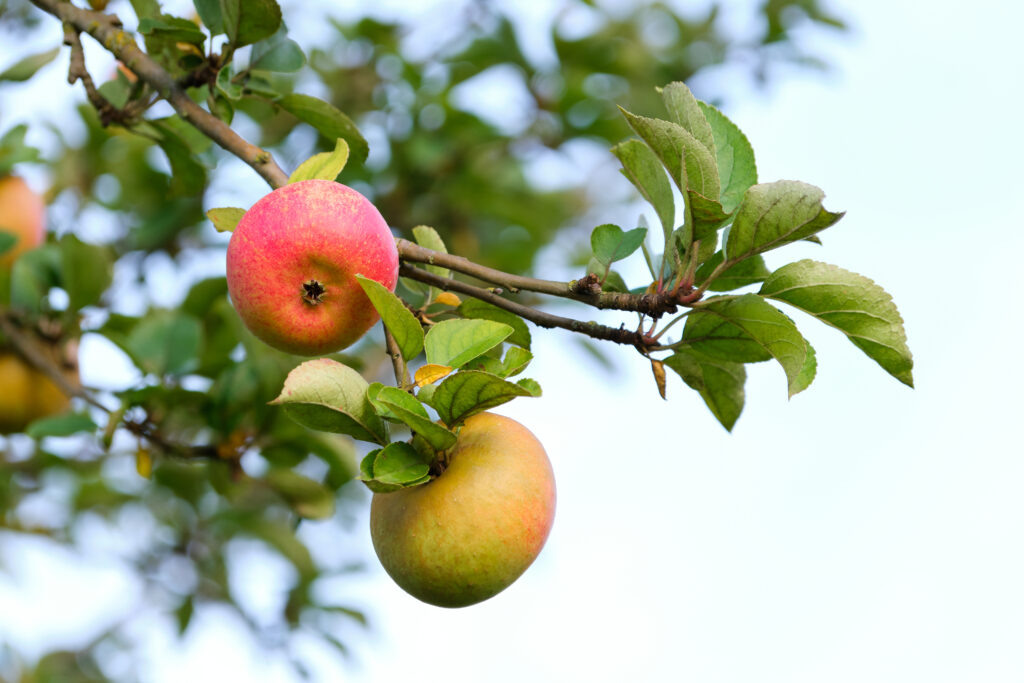    Close up of two ripe apples on a fruit tree in the evening. Selective focus shot. Журналист