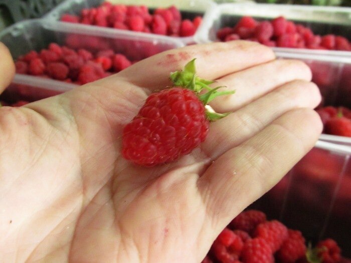 Вот когда ремонтантную малину не обрезают осенью, а только весной: агрономы советуют. И 2 главных момента, от которых зависят сроки обрезки