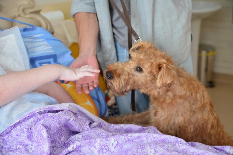    Фото предоставлено АНО СПР «Краски жизни». Собака терьер в медицинской палате