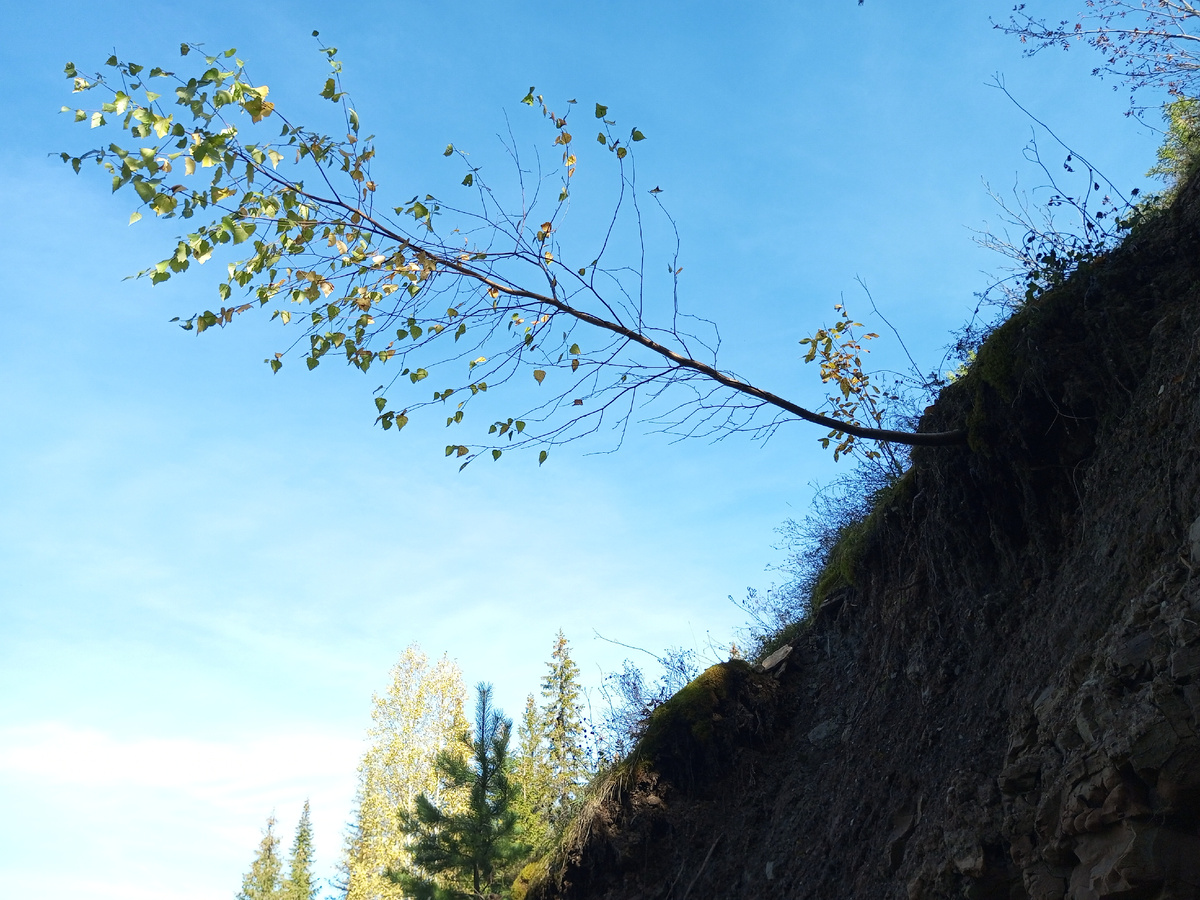 Дерево над обрывом. Фото автора.