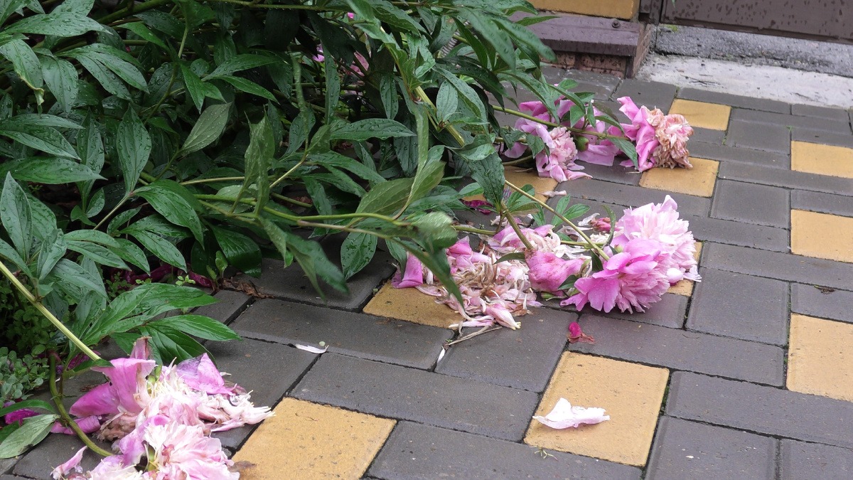 Летом у пионов срезают только соцветия