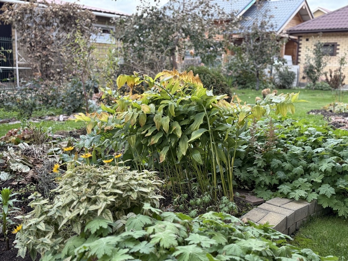 Неприглядный вид осенью. Весной будет в разы хуже