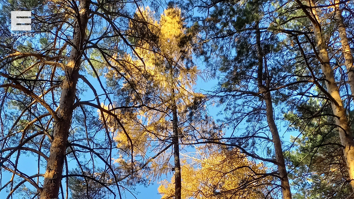    В Красноярском крае ищут пропавшую семью с 5-летним ребенком