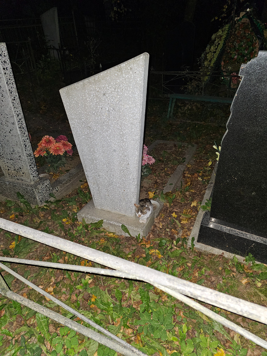 Фото автора. Вот так ночью котенок пытается согреться у плиты.