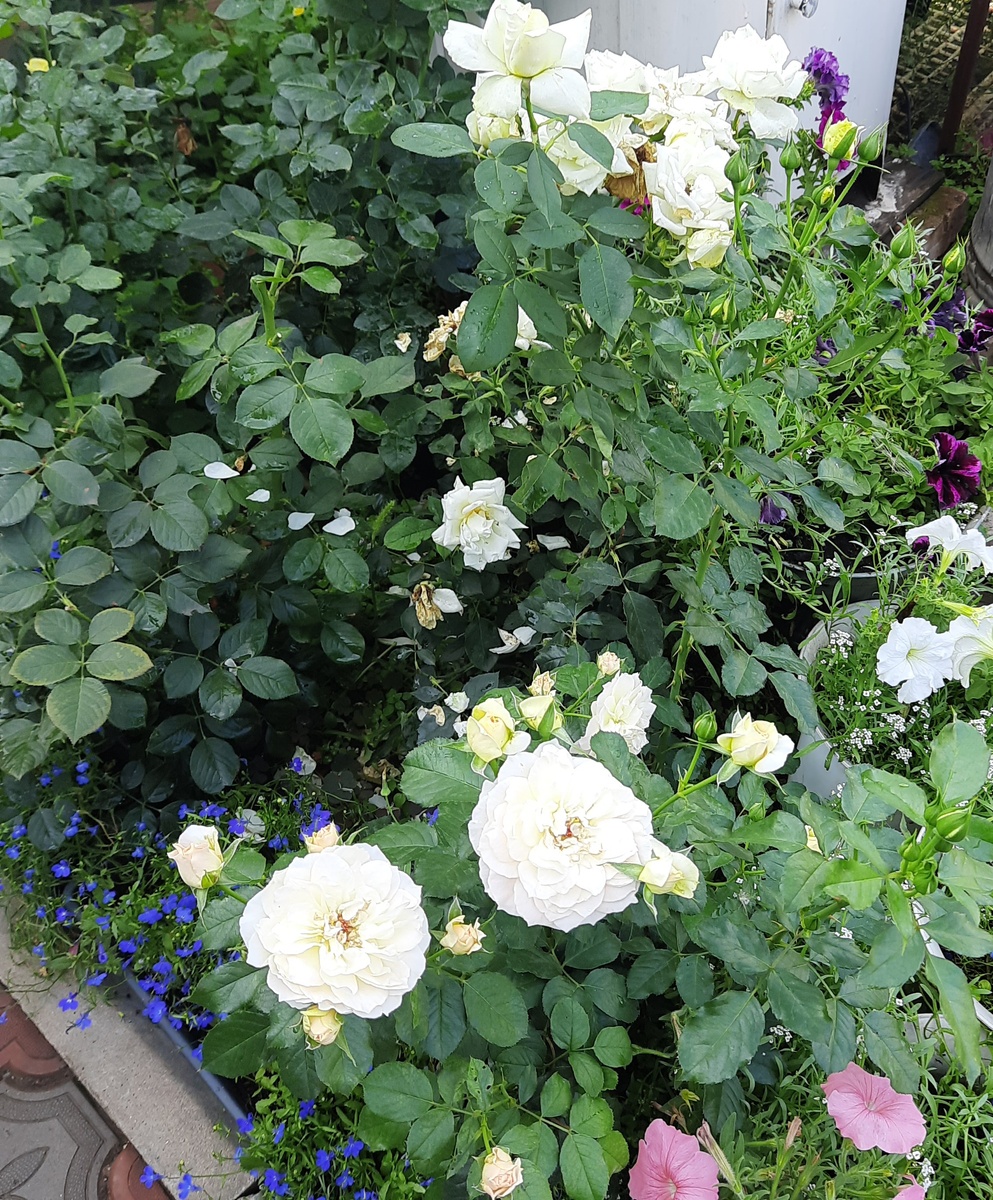 Ну вот как то так...Красотища...