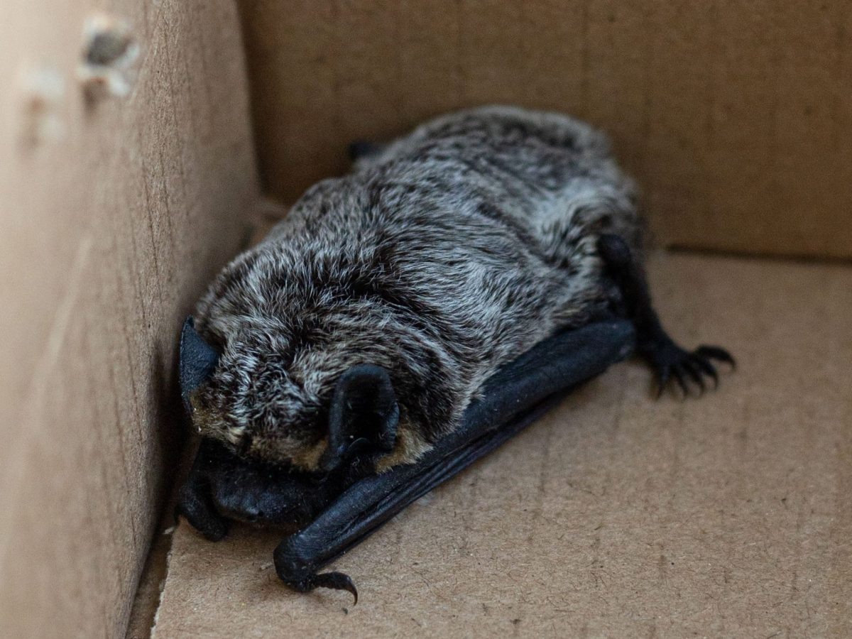    Двухцветного кожана заметили ученики в коридоре и рассказали об этом учителям