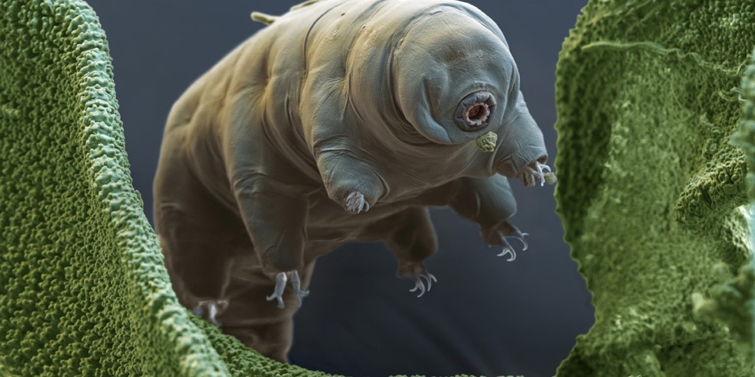 ЭТИ ЖИВОТНЫЕ ВЫЖИВАЮТ В КИПЯТКЕ, ВАКУУМЕ И БЕЗ КИСЛОРОДА