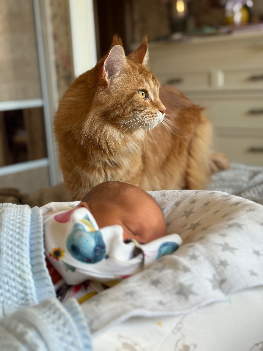 Бастет сторожит детский сон