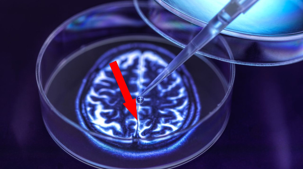    Учёные в замешательстве как поступать с минимозгами, которые могут стать осознанными