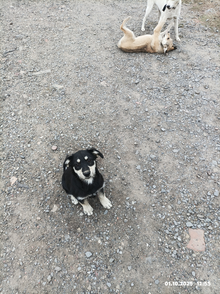 Ах эти глазки 