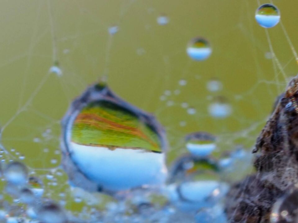    Осенние пейзажи Алтайского края необычно раскрываются сквозь капельки воды. Источник: Светлана Кулёва