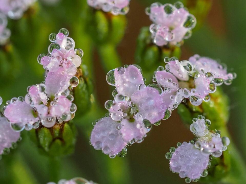    Осенние пейзажи Алтайского края необычно раскрываются сквозь капельки воды. Источник: Светлана Кулёва
