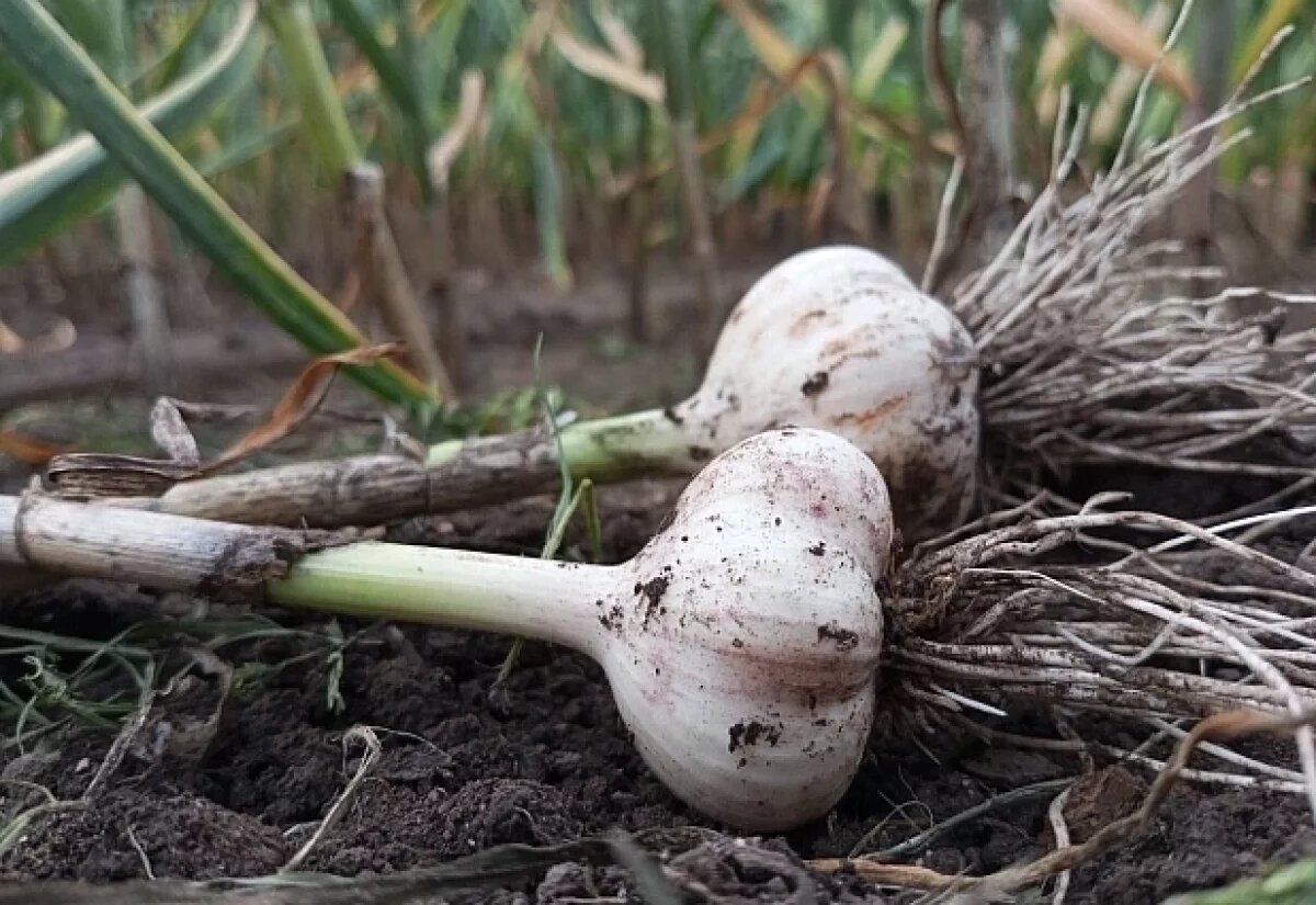    «Не в сентябре!»