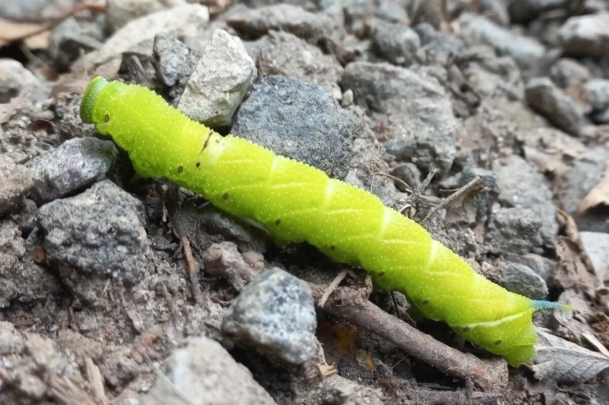    Тульский специалист рассказала про гусеницу бражника