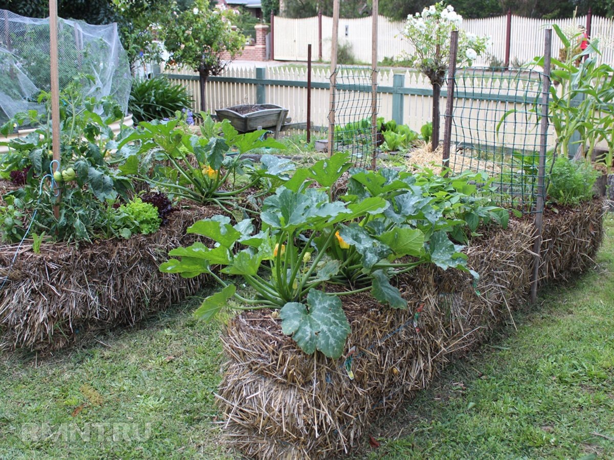 Фото gardening4kids.com.au