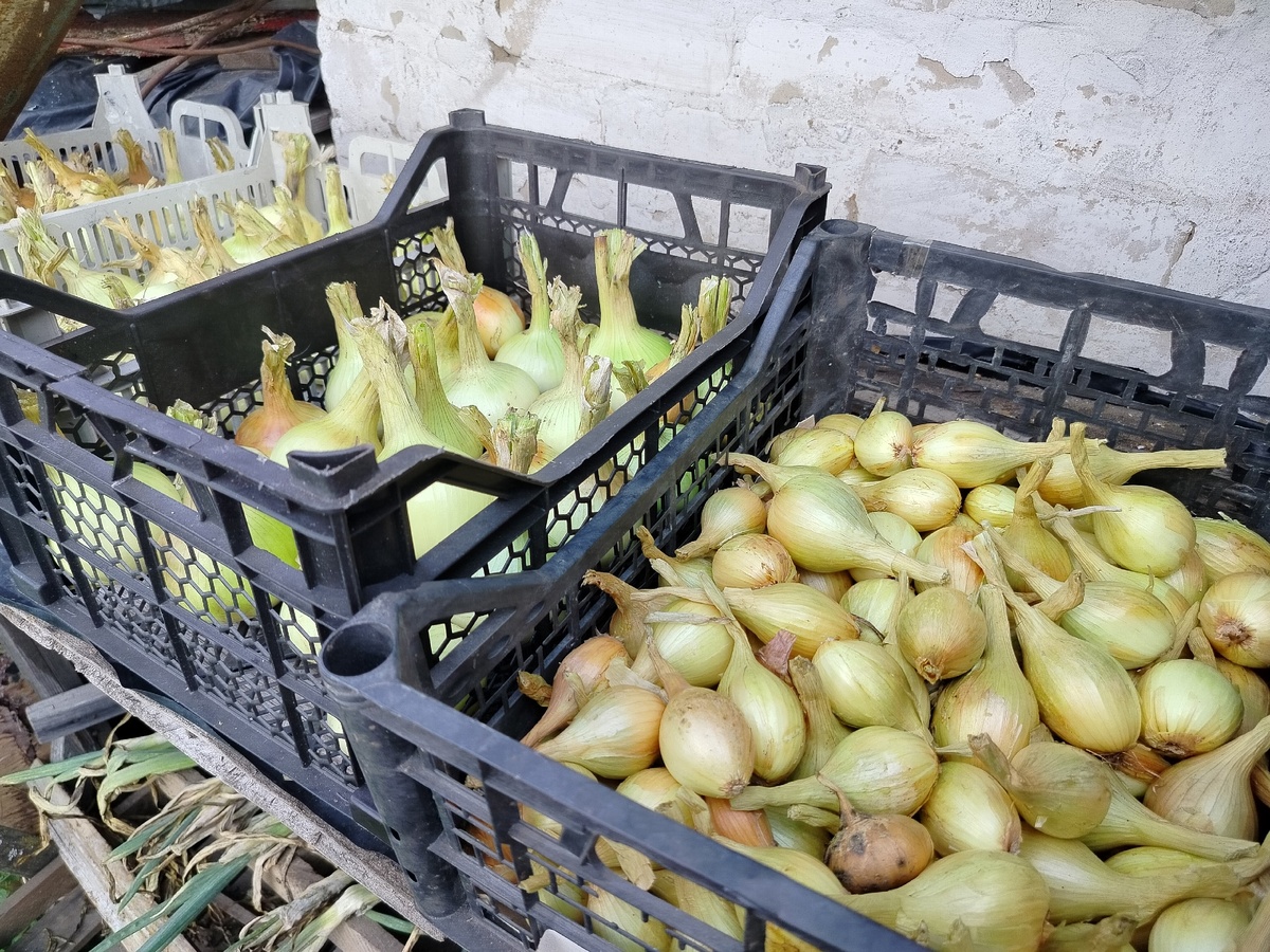    Храню лук без гнили до июня - урожай больше не превращается в месиво